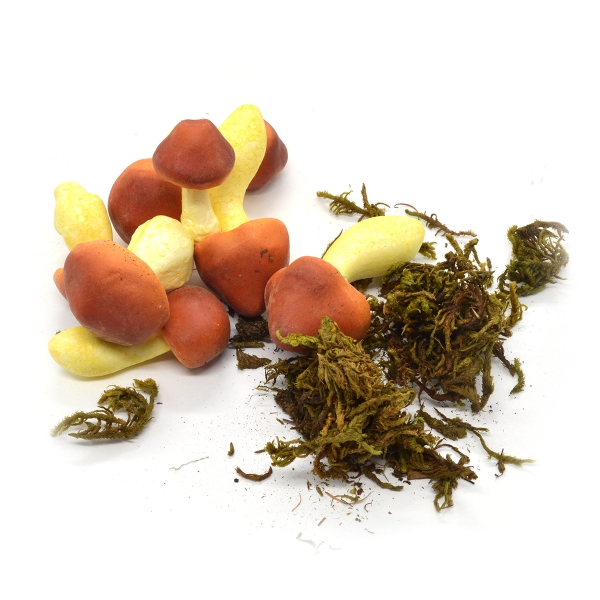 Set ciuperci cu muschi natur